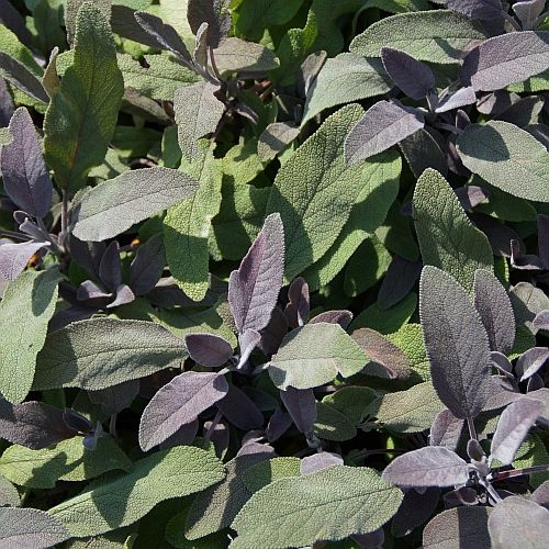 Salvia officinalis 'Purpurascens' – Purpur-Gewürz-Salbei